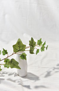 Close-up of fresh green leaves on table