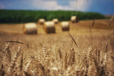 Wheat growing on field