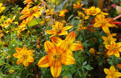 Close-up of yellow flowering plants