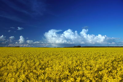 Scenic view of yellow flowering field against sky