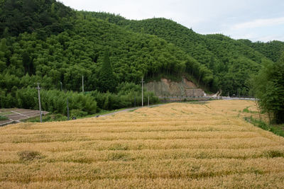 Scenic view of farm against sky