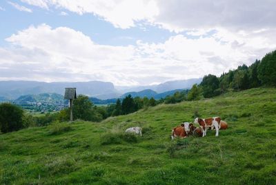 Cows grazing on field against sky