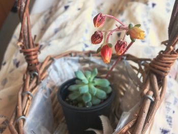 Close-up of potted plant