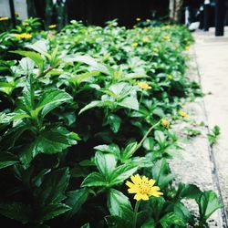 Close-up of flowers growing in yard