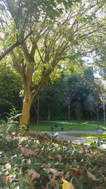 Trees in park