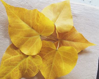 Close-up of leaves