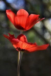 Close-up of red rose flower