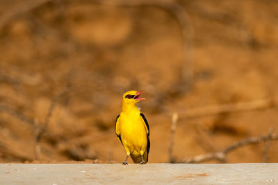 Bird perching on rock outdoors