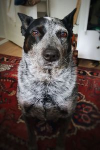 Close-up portrait of dog sitting at home