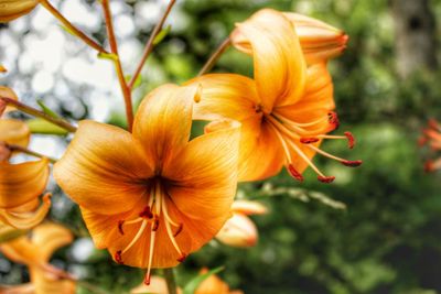 Close-up of flower blooming outdoors