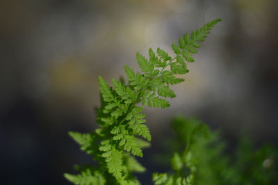 Close-up of fern leaves