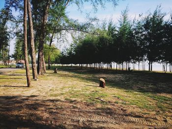 View of trees on field against sky