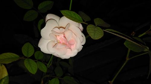 Close-up of flower blooming against black background