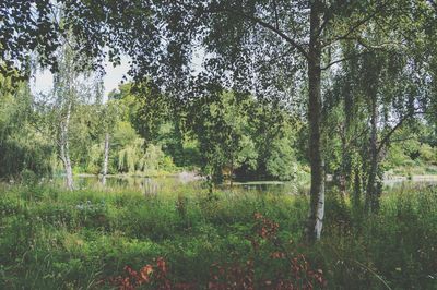 Trees in forest