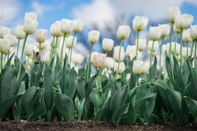 Close-up of flowering plants growing on field