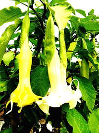 Close-up of flower plant