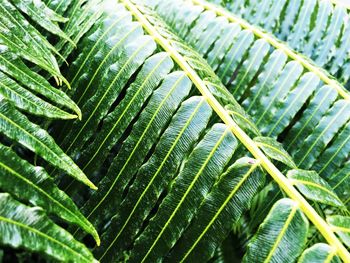 Full frame shot of green plant