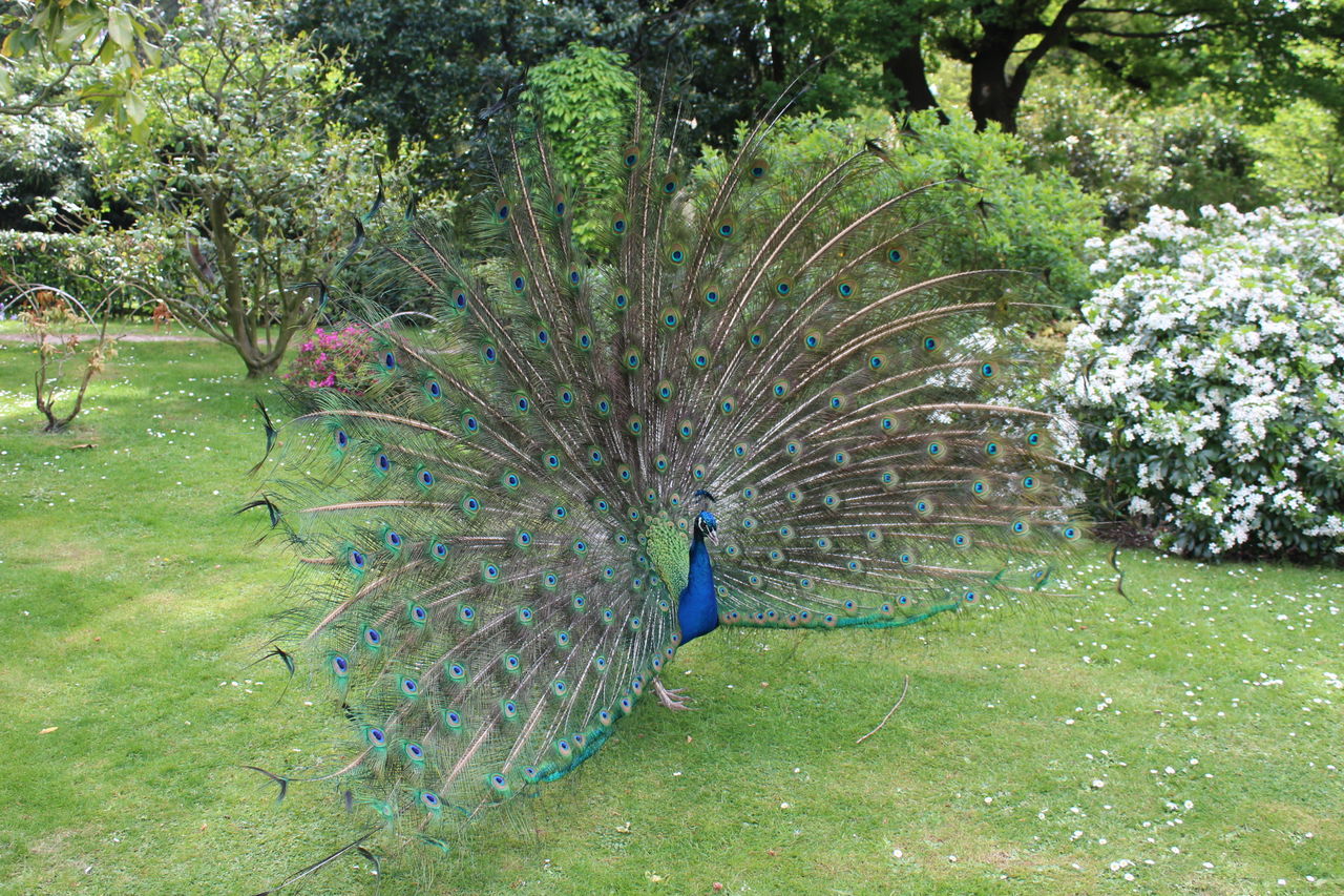 peacock, peacock feather, one animal, animal themes, bird, animal wildlife, fanned out, animals in the wild, nature, beauty in nature, feather, no people, green color, day, outdoors, grass, close-up