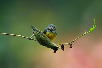 Close-up of bird perching on branch