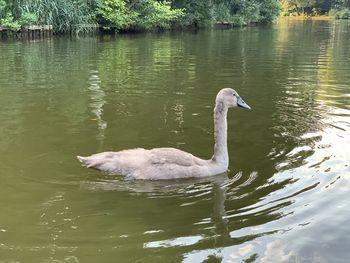Swan swimming in lake