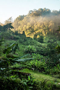 Scenic view of trees growing in forest