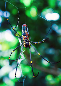 Close-up of butterfly on spider web
