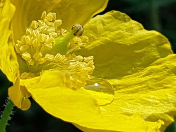 Close-up of yellow rose flower