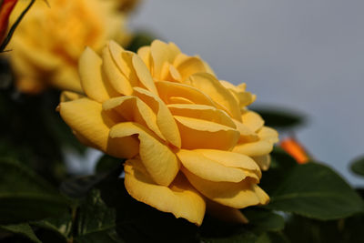 Close-up of yellow flowering plant