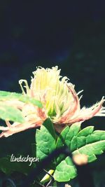 flower
