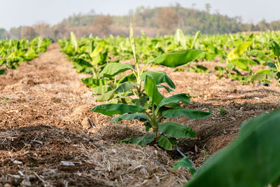 Close-up of plants growing on field