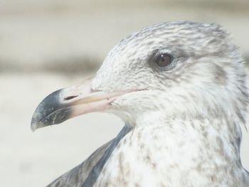 Close-up side view of a bird