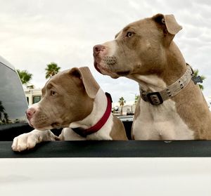 Close-up of two dogs 