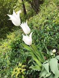 Close-up of white flowers blooming outdoors