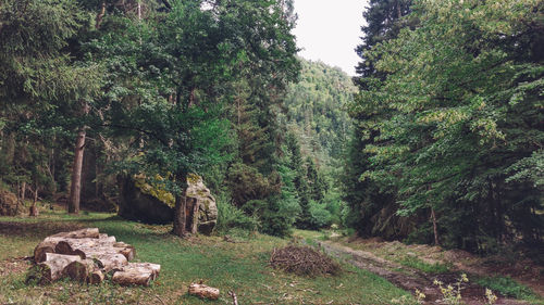 Trees in forest