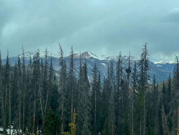 Pine trees in forest against sky