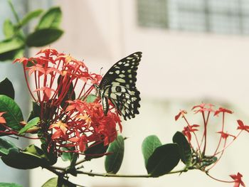 Close-up of butterfly on plant