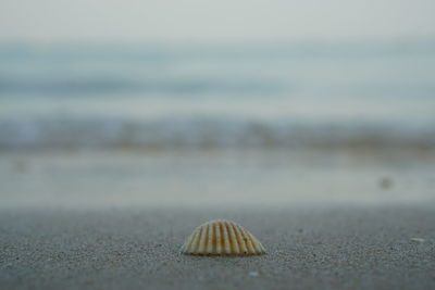 Close-up of seashell on beach