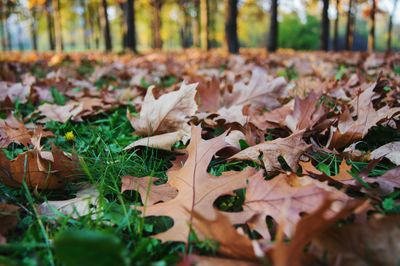 Close-up of maple leaves on field