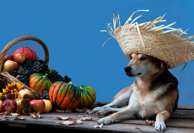 High angle view of dog sitting on table