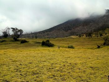 Scenic view of landscape against sky