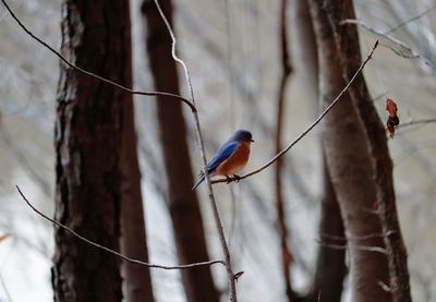 Bird perching on a branch