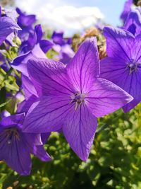 Close-up of purple flowering plant