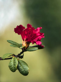 Close-up of red rose plant