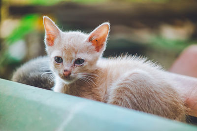 Close-up portrait of a kitten