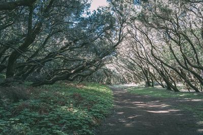 View of trees growing in forest