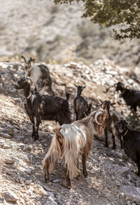 Sheep walking in a field