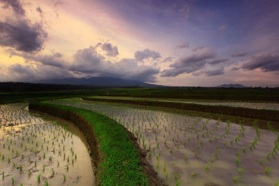 Scenic view of rice field against sky