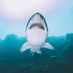 Close-up of fish swimming in sea