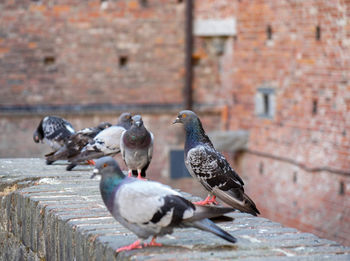 Pigeons perching on wall