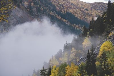 Scenic view of forest during autumn